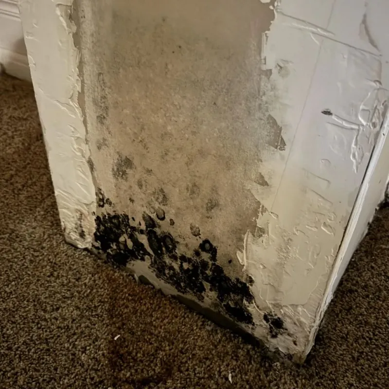 Professional Mold Removal in New Durham, NH